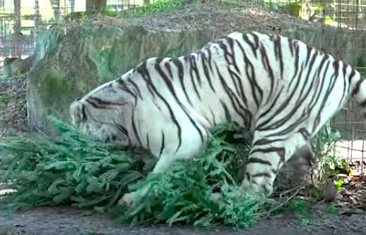 Rescued white tiger playing with Christmas tree