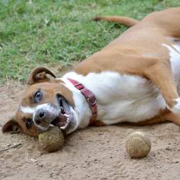 chubbs shelter dog austin pets alive