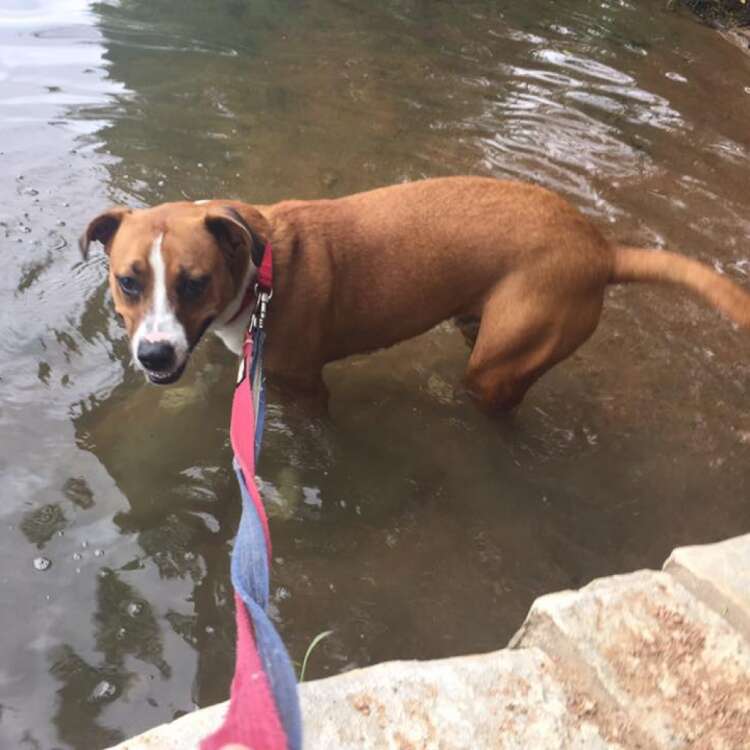 chubbs shelter dog austin tx