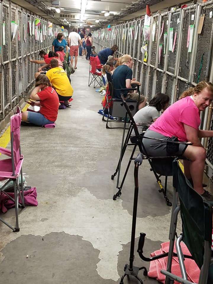 People comforting shelter dogs scared of July 4 fireworks