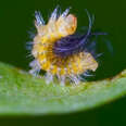 Tiny Caterpillar Makes The Most Stunning Transformation