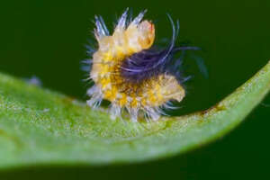 Tiny Caterpillar Makes The Most Stunning Transformation