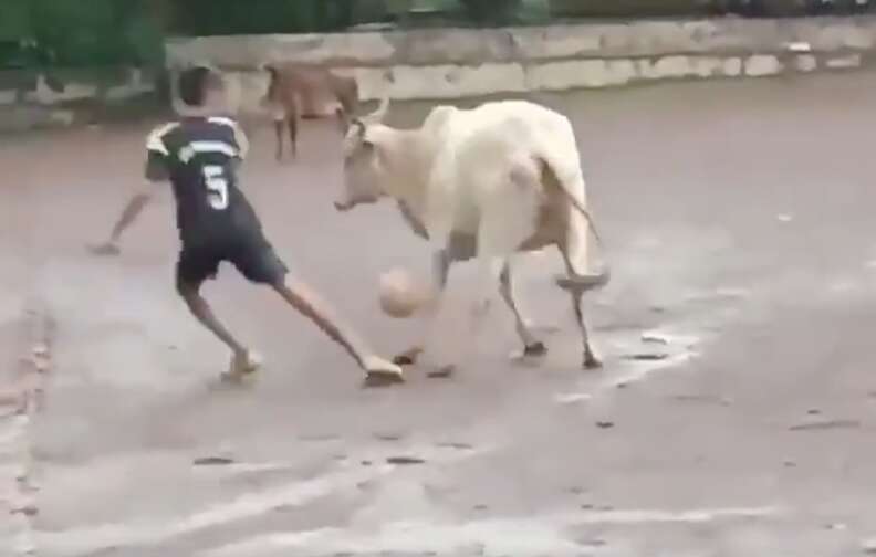 bull plays soccer