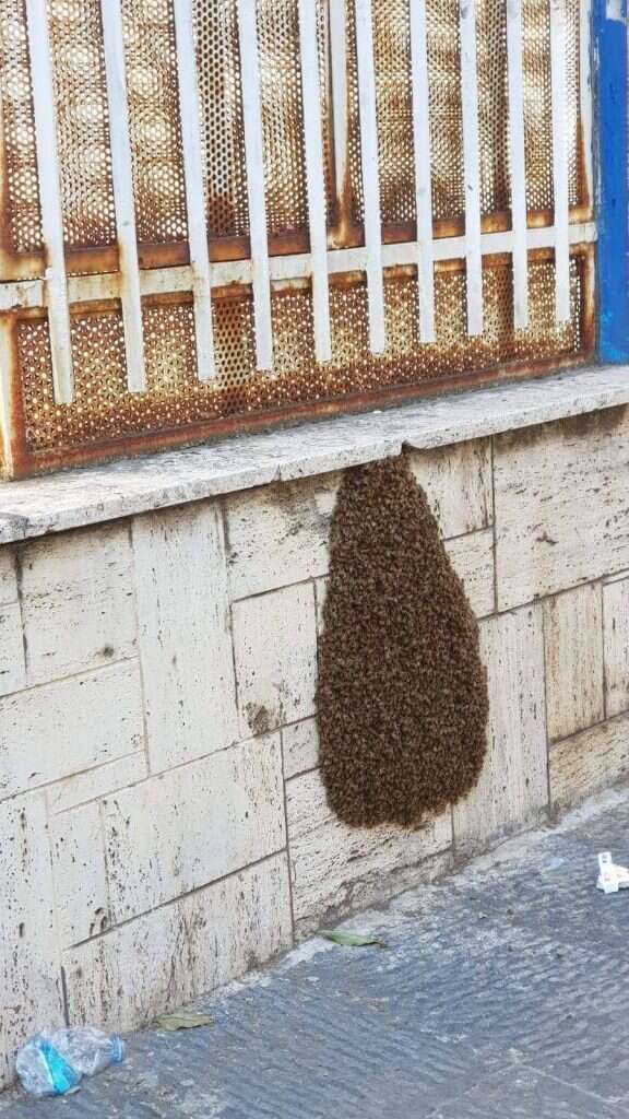 Beehive treated hospitably by Neapolitans