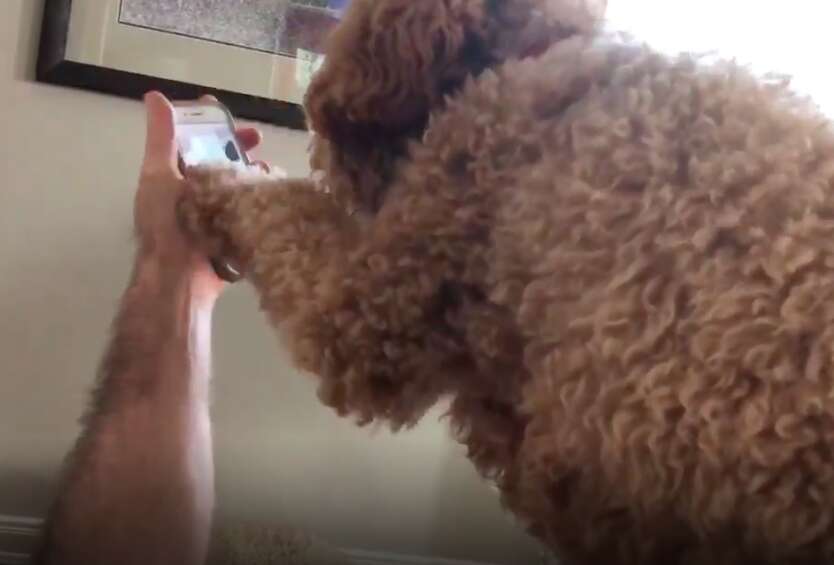 Moxie the dog FaceTimes with her mom