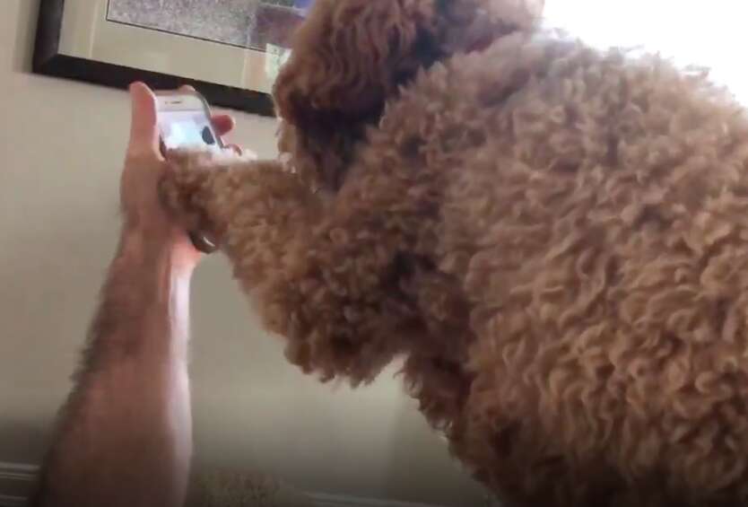 Moxie the dog FaceTimes with her mom