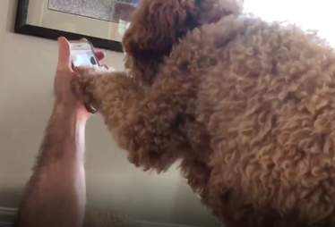 Moxie the dog FaceTimes with her mom