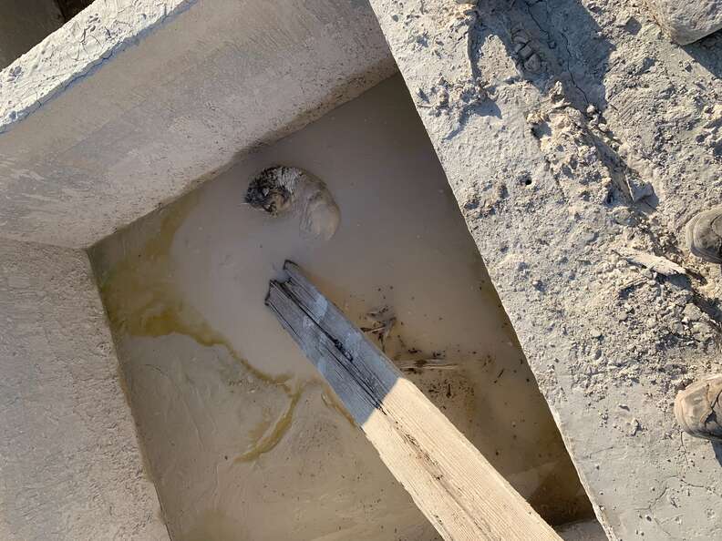Workers find a raccoon stuck in a vat of concrete