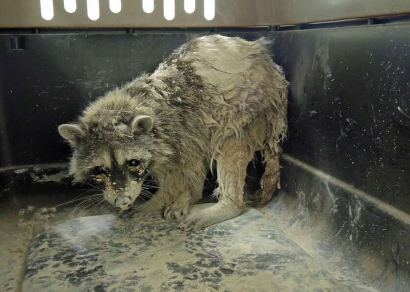 An older female raccoon covered in concrete