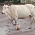 bull steals soccer ball