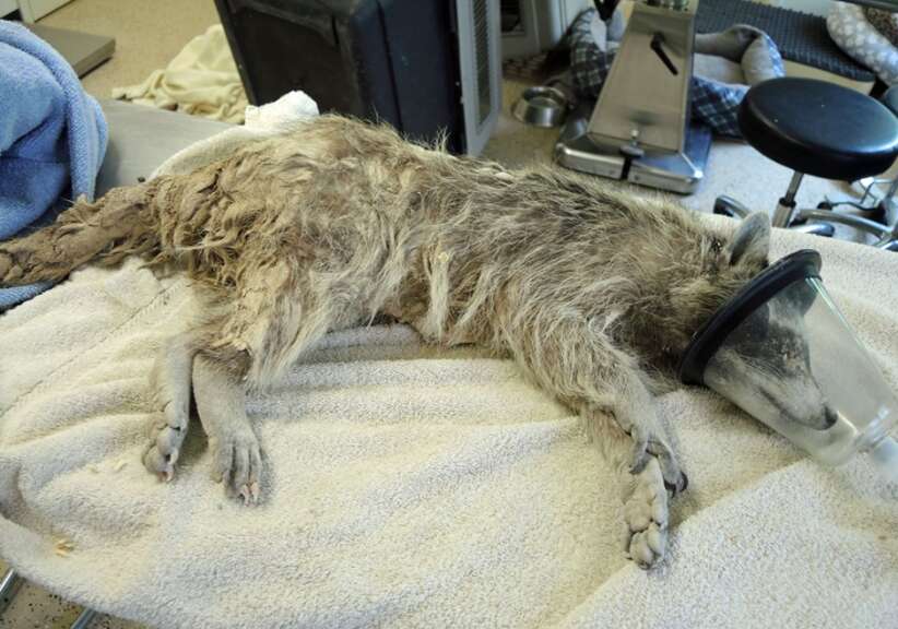 Concrete-covered raccoon in Arizona