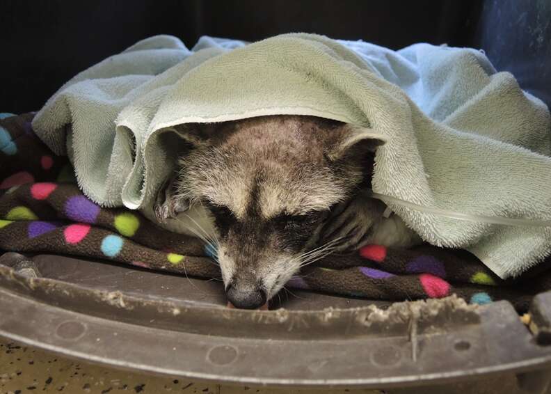 Raccoon covered in cement rests at wildlife center