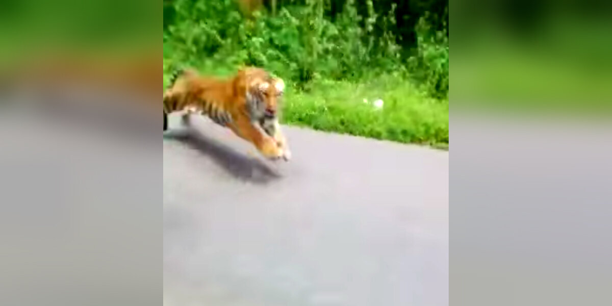 Motorcyclists Shocked By Wild Tiger Running After Them - The Dodo