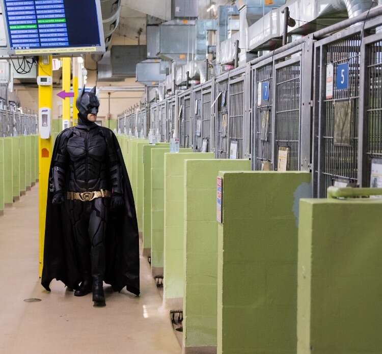 Batman visits the dog shelter