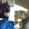 There's A Real-Life Batman Going Around Saving Shelter Pets