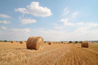 bales of hay for straws