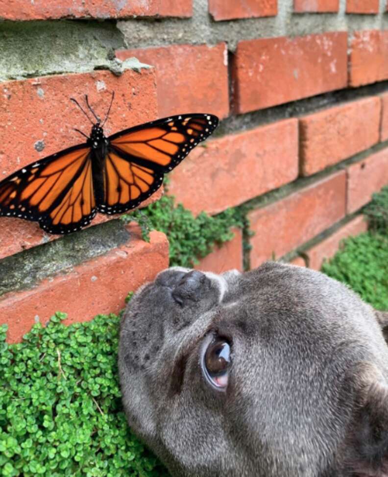 See This Little French Bulldog Who Just Befriended A Butterfly - The Dodo