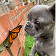 This Little Dog Befriended A Butterfly, And For A Moment The World Was Perfect