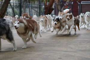 This Husky Cafe Is Doggie Heaven