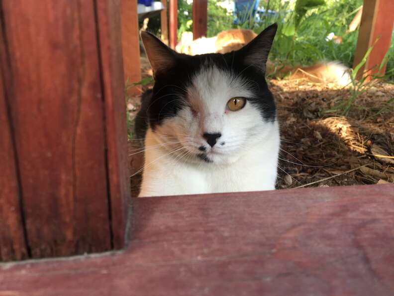 Boy Caught Paying The Sweetest Visit To Neighbor&#39;s &#39;Misunderstood&#39; Cat - The Dodo