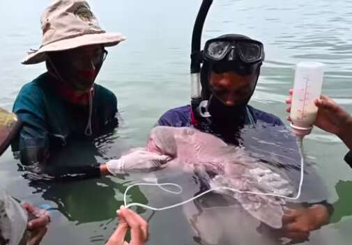 Baby dugong Mariam with rescuers in Thailand