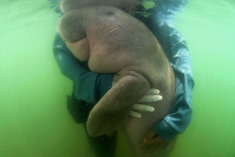 Rescued baby dugong hugging rescuer
