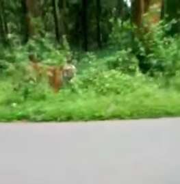 Wild tiger chasing motorcycle in India