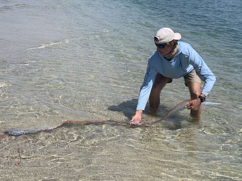 Oarfish found on Mexico beach