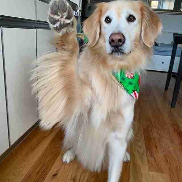 Golden Retriever Calms His Firework Anxiety By Bathing In His Toys