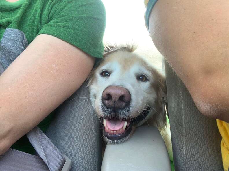 Golden retriever riding in Toyota Corolla