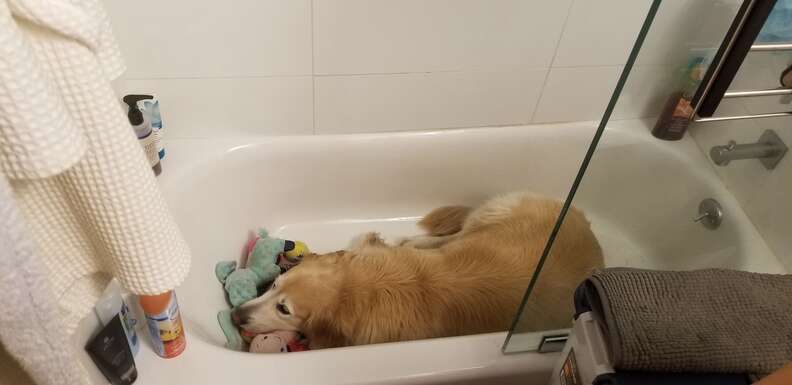 Golden retriever in bathtub with all his toys