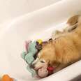 Golden retriever hiding from fireworks in bathtub with toys