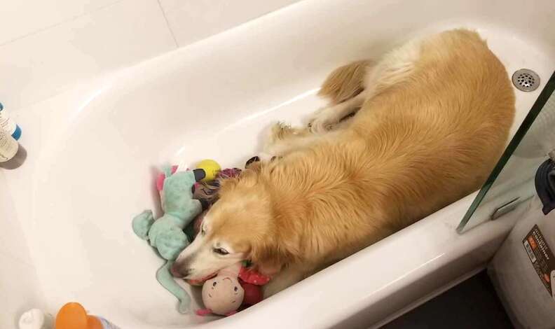 Golden retriever in bathtub with all his toys