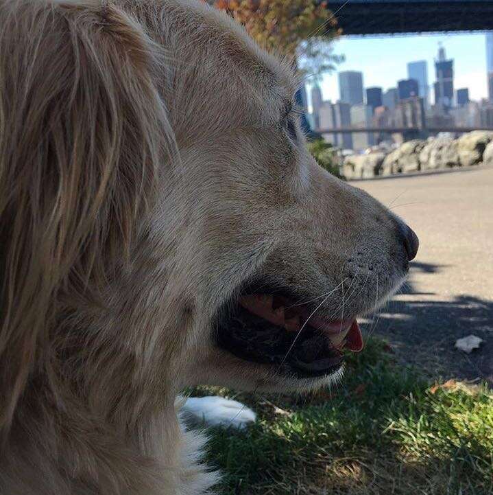 Kimbo the golden retriever