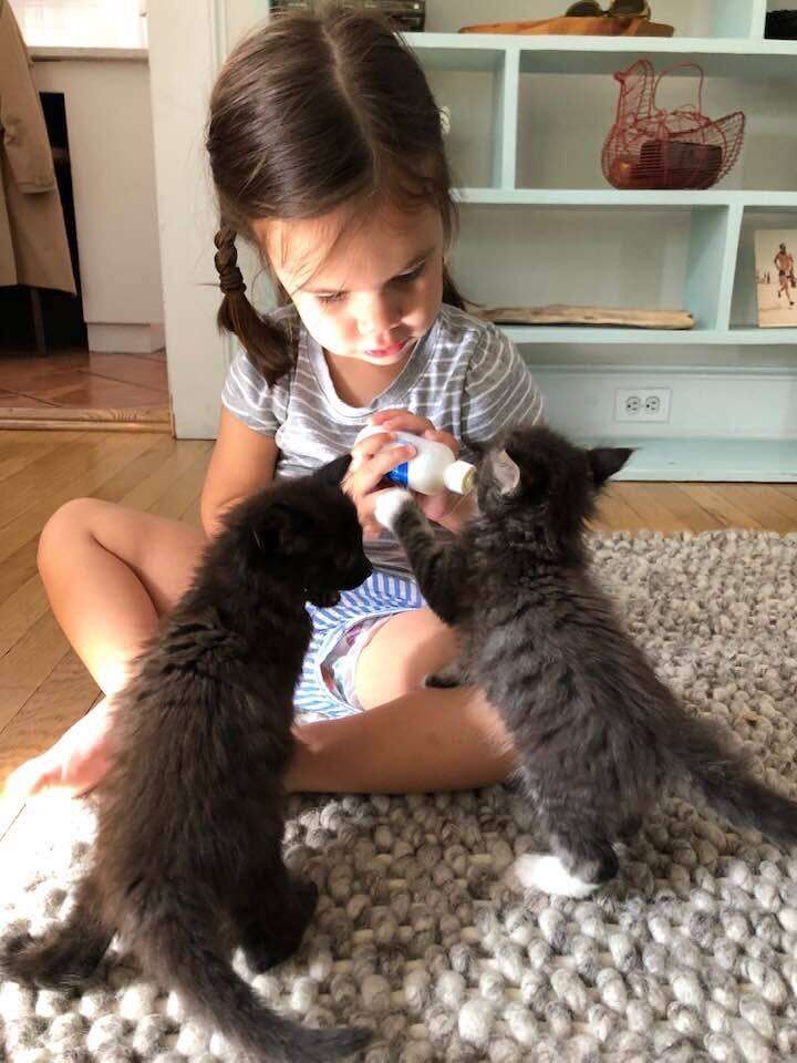 Another toddler learning how to bottle-feed foster kittens from WOTNVR