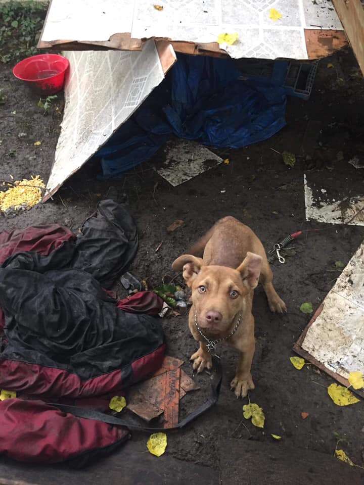 backyard pit bull