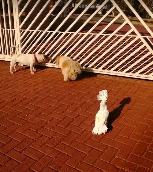 Cockatoo parrot barks like a dog