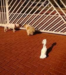 Cockatoo parrot barks like a dog