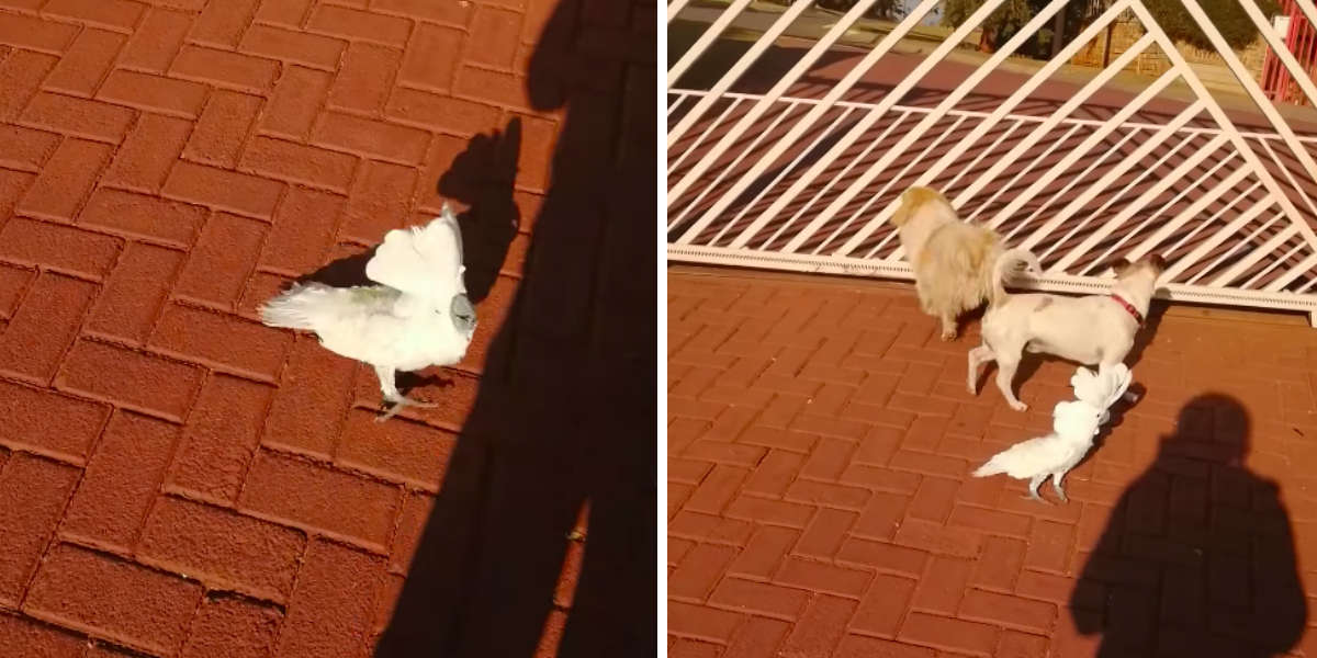 Cockatoo Goes Viral For Guarding His House With The Dogs The Dodo