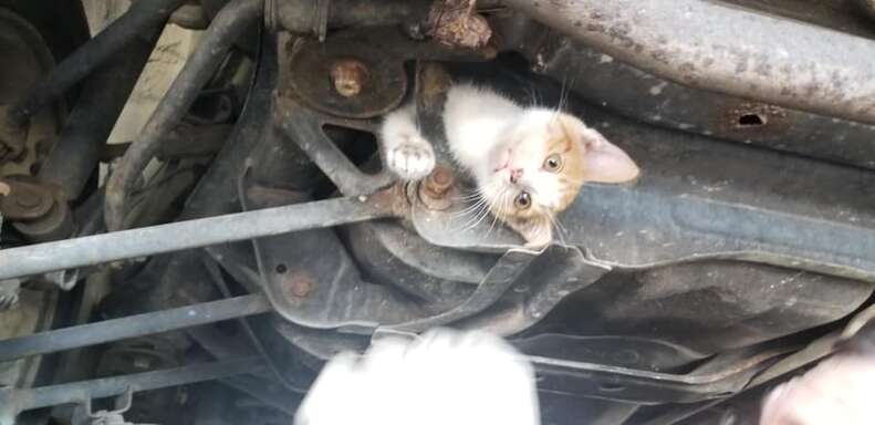 kitten stuck under car