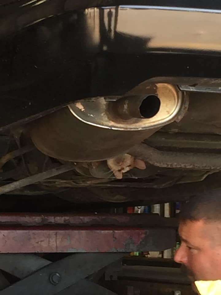 kitten stuck under car