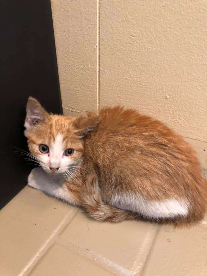 kitten stuck in car