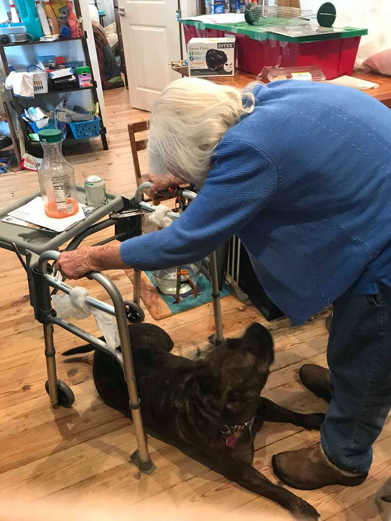 pit bull protects grandma