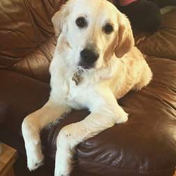 Lola the golden retriever at her home in England