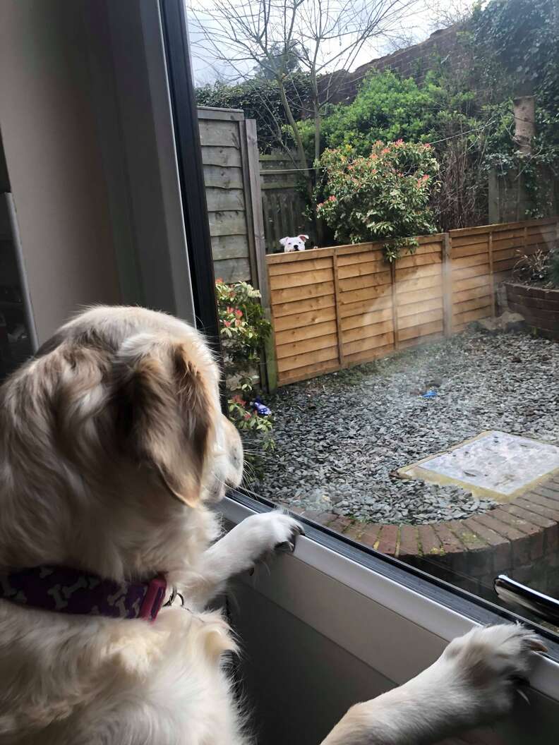 Lola waits for Loki by the window