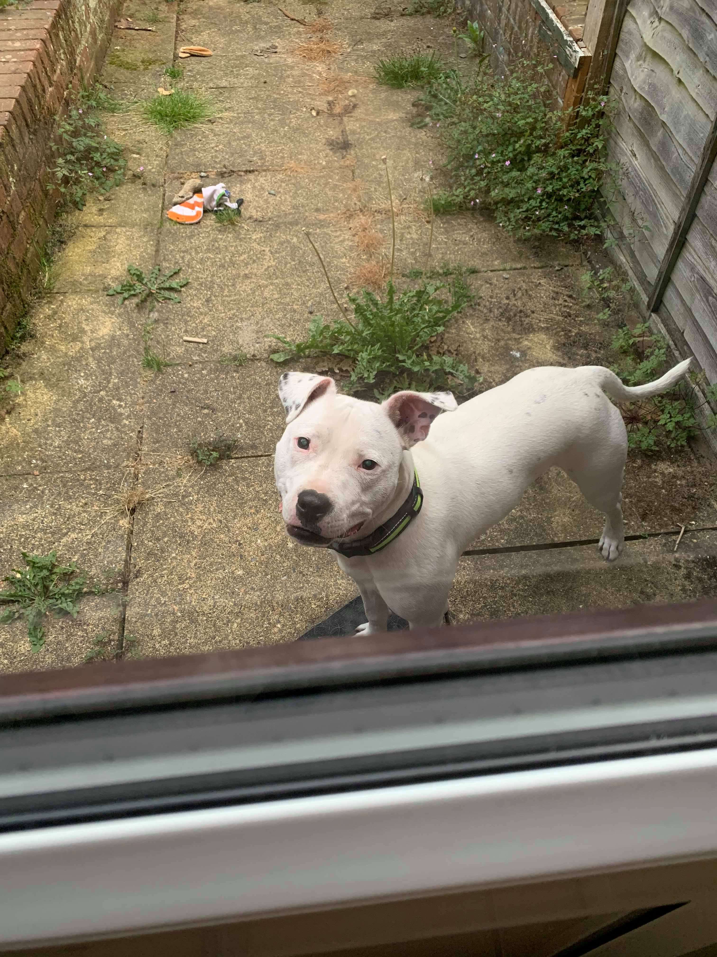 Loki waits outside for Lola to come and play