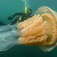 Diver with giant jellyfish