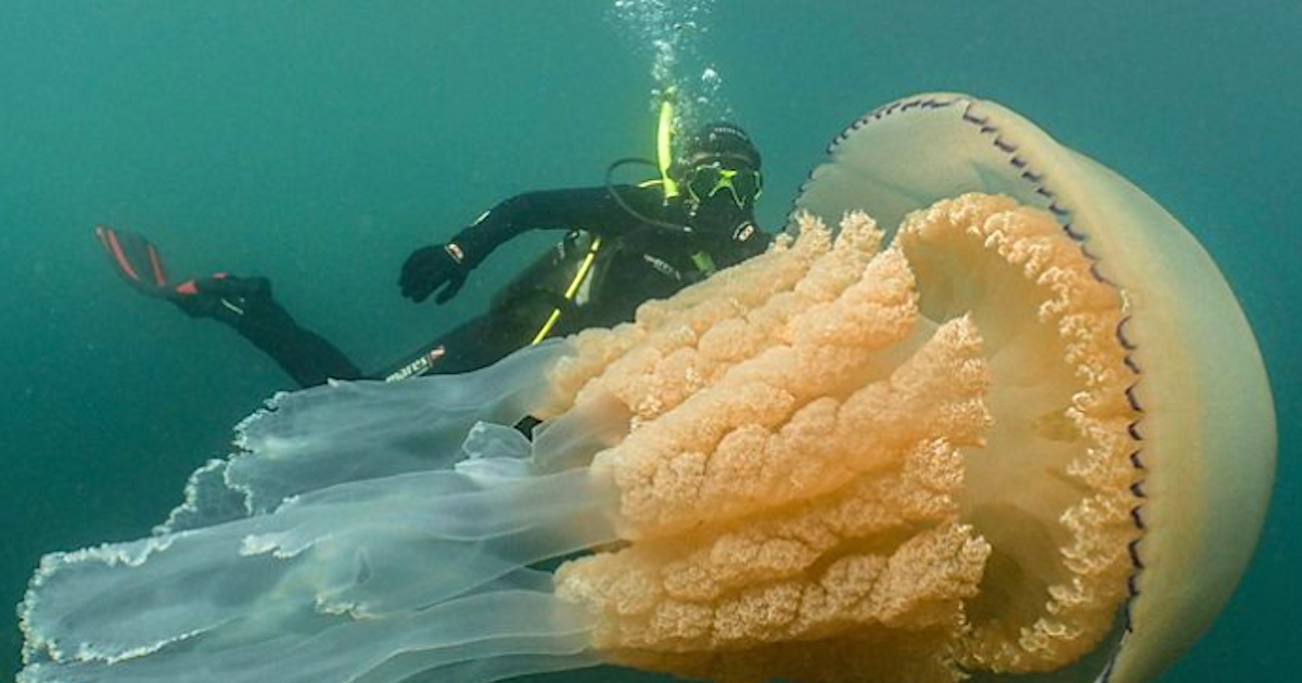 Jellyfish diver toy deals