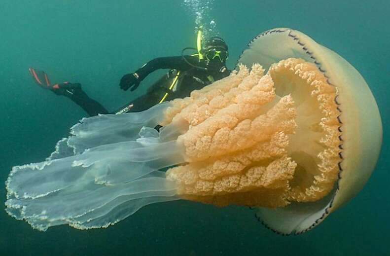 Diver beside giant jellyfish