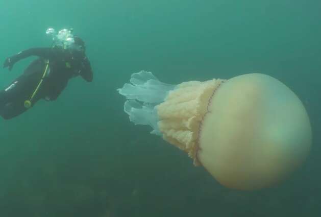 Diver with giant jellyfish